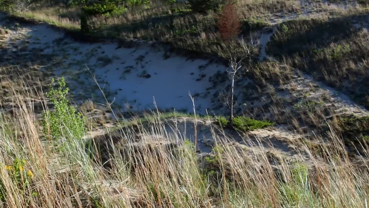 A captivating view of Indiana Dunes' sandy, rugged terrain. Sunlit grasses gently sway, highlighting the serene, untouched beauty of the landscape. No people present