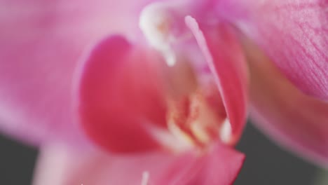 micro vídeo de cerca de la flor de orquídea rosa con espacio de copia en el fondo gris
