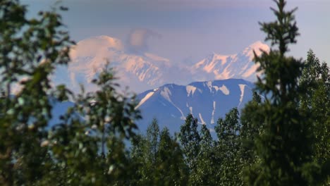 view of denali mount denali (mckinley) peak behind dense tree canopy in summer