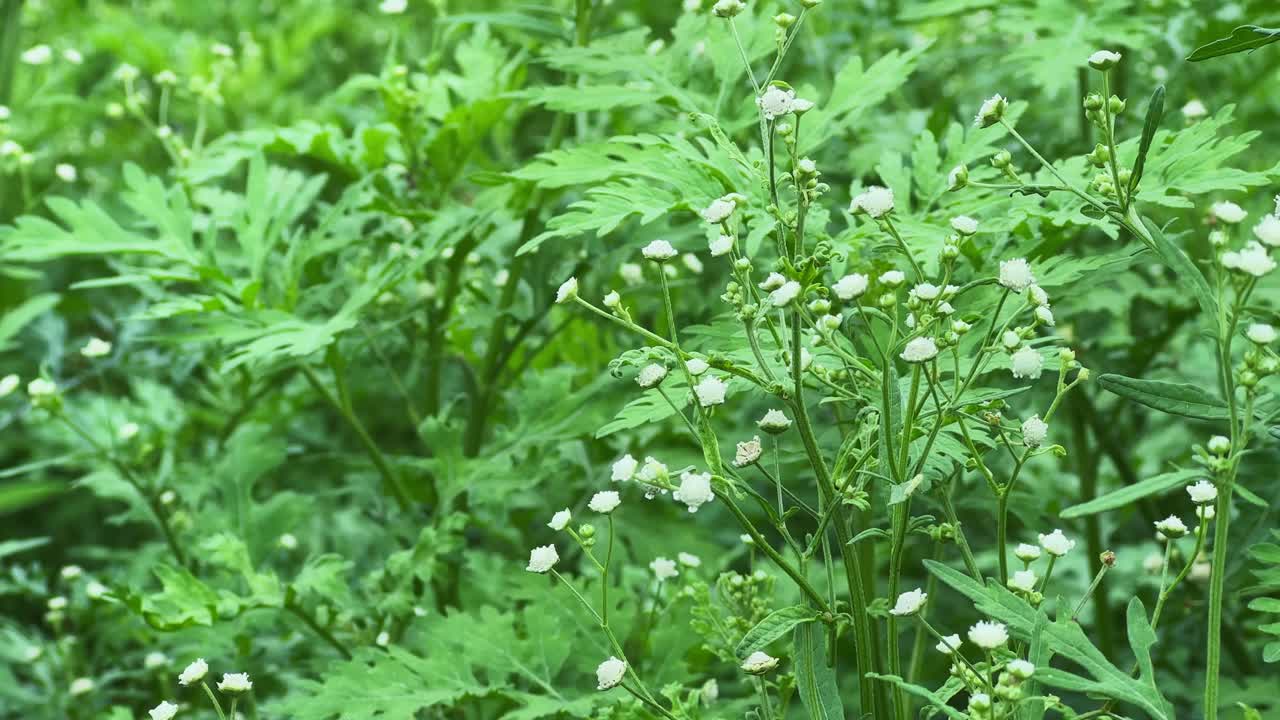 Closeup of a bunch of carrot grass flowers it produces clusters of small, white flowers but it's a very invasive weed Parthenium hysterophorus, also known as carrot grass