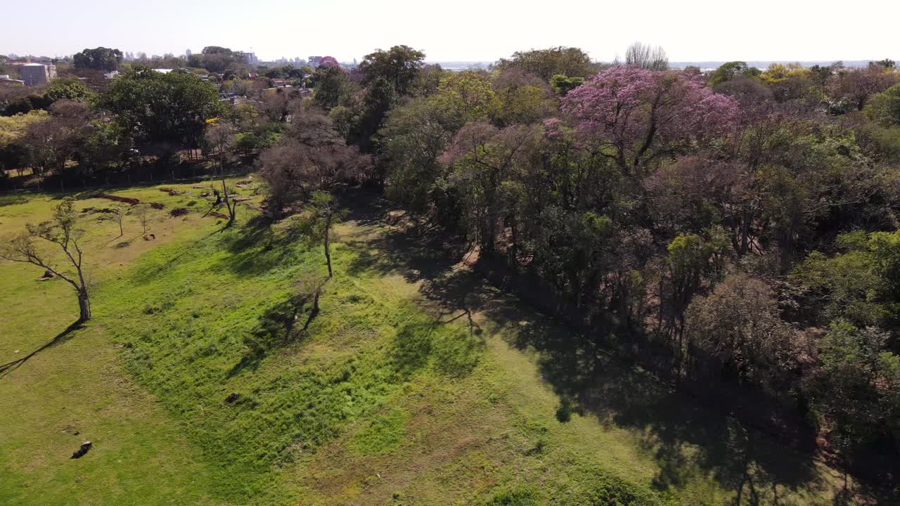 el jardín botánico de posadas, misiones, argentina, un refugio sereno de exuberante flora y diversas especies de plantas