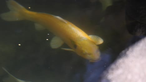 graceful koi fish glide through tranquil waters