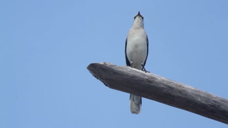 pájaro sian kaan0