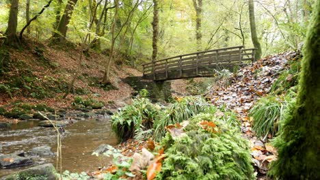 wooden bridge crossing natural flowing stream in autumn forest woodland wilderness environment dolly right