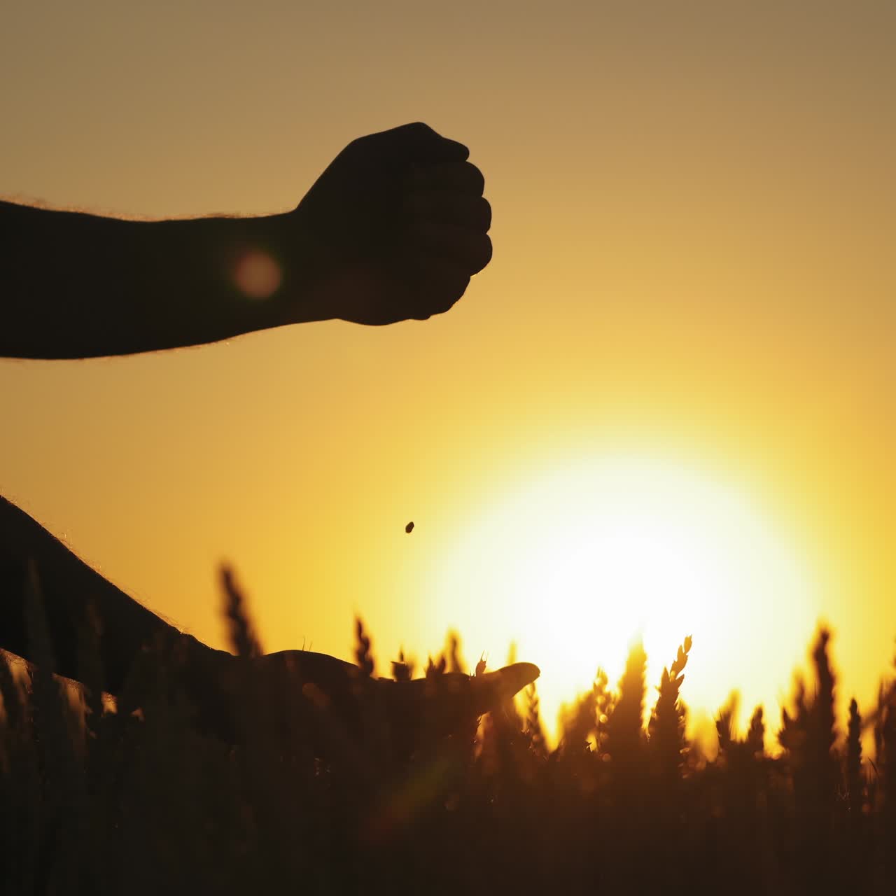 Hands with seeds against golden sunset. Silhouette of man's hands pouring ripe grains on the bright setting sun background.