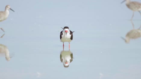 black skimmer with reflection in shallow shore water while sandpipers walk in the background