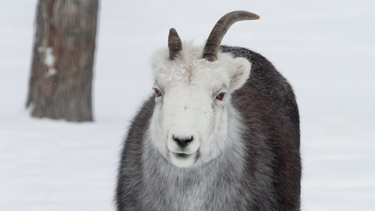 캐나다 유콘 주 화이트호스 의 눈 인 풍경 에 있는 달 양 들 - 근접
