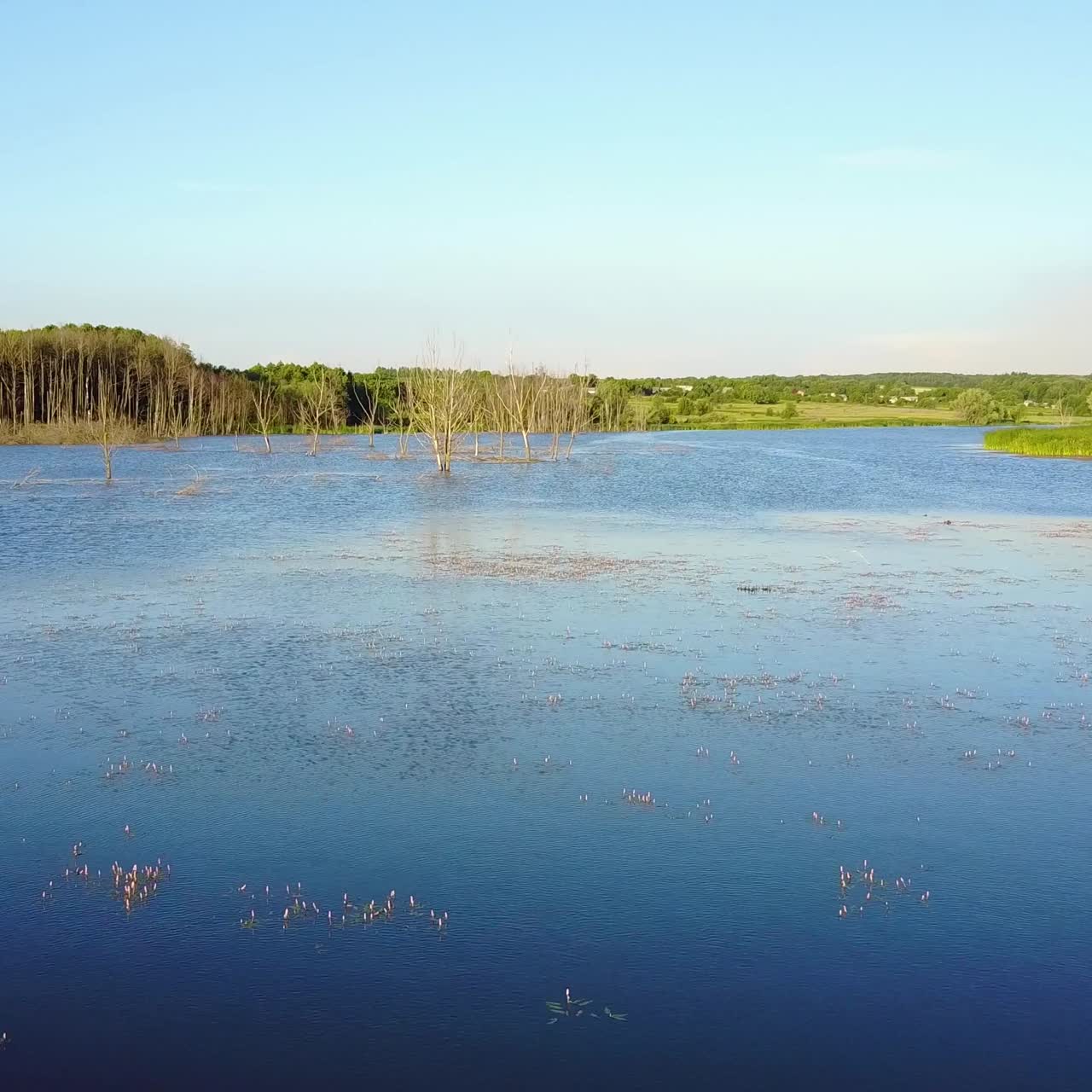 Dead Trees In The Water. Landscape abstract background. Dry dead trees without leaves in the water