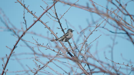 brown-eared bulbul sitting on branch of tree moving by wind in tokyo, japan