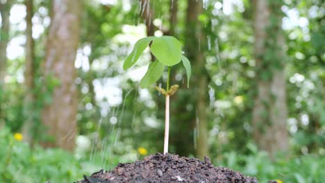 small tree growing It has been planted and watered well.