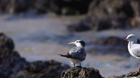 tern und möwe treffen sich, ein vogel fliegt