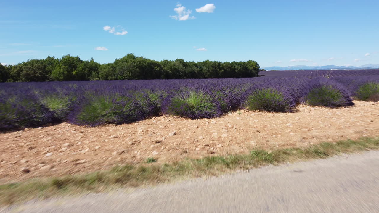 Lavender field agriculture cultivation aerial view in Plateau de Valensole
