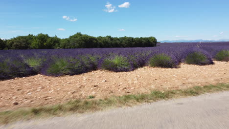 lavender field agriculture cultivation aerial view in plateau de valensole