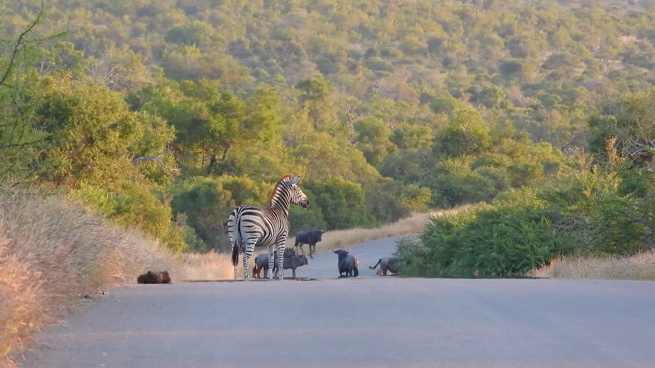 Back View Of Zebra Running On Asphalt Road With Other Wild Animals In Background. Kruger National Park. wide shot
