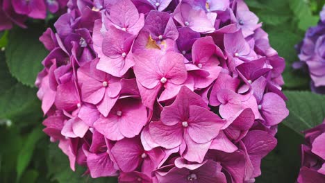 Hermosa-Hortensia-En-Un-Parque