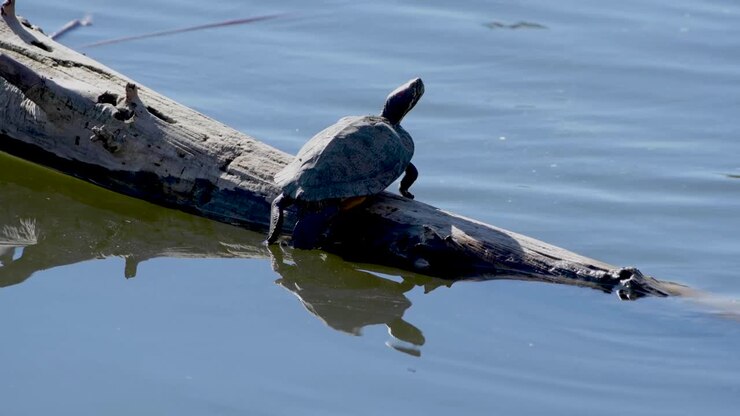 A turtle suns on a submerged log in a Wildlife Reserve