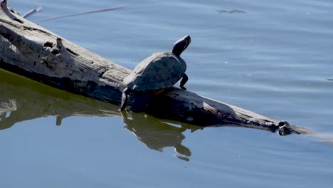 a turtle suns on a submerged log in a wildlife reserve