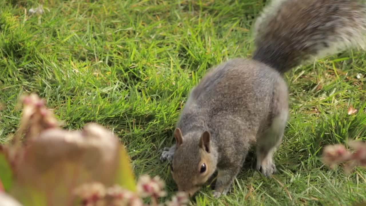 Scoiattolo grigio che cerca, annusa e va in cerca di cibo in un giardino con erba, al rallentatore, di giorno e con tempo soleggiato a Borehamwood, Hertfordshire, a nord di Londra, Regno Unito
