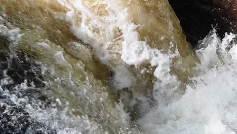 pequeños salmones atlánticos tratando de pasar la cascada para llegar a las zonas de desove en las tierras altas de escocia