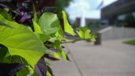 long shot of a planter with the gerald r ford museum in the background