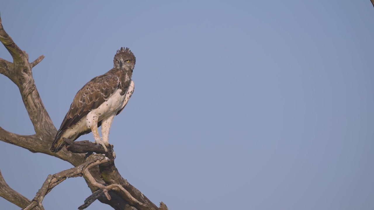 Uma águia-marcial (Polemaetus bellicosus) pousa firmemente em um galho de árvore seco contra um céu azul claro, observando seu ambiente.