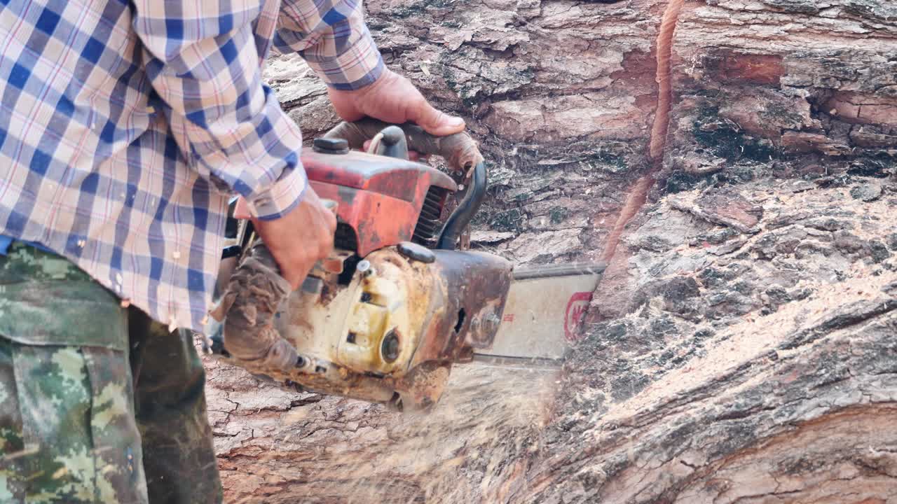 Chainsaw, man cuts a felled tree trunk Slow Motion. Deforestation, forest cutting concept