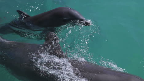 Delfines-12