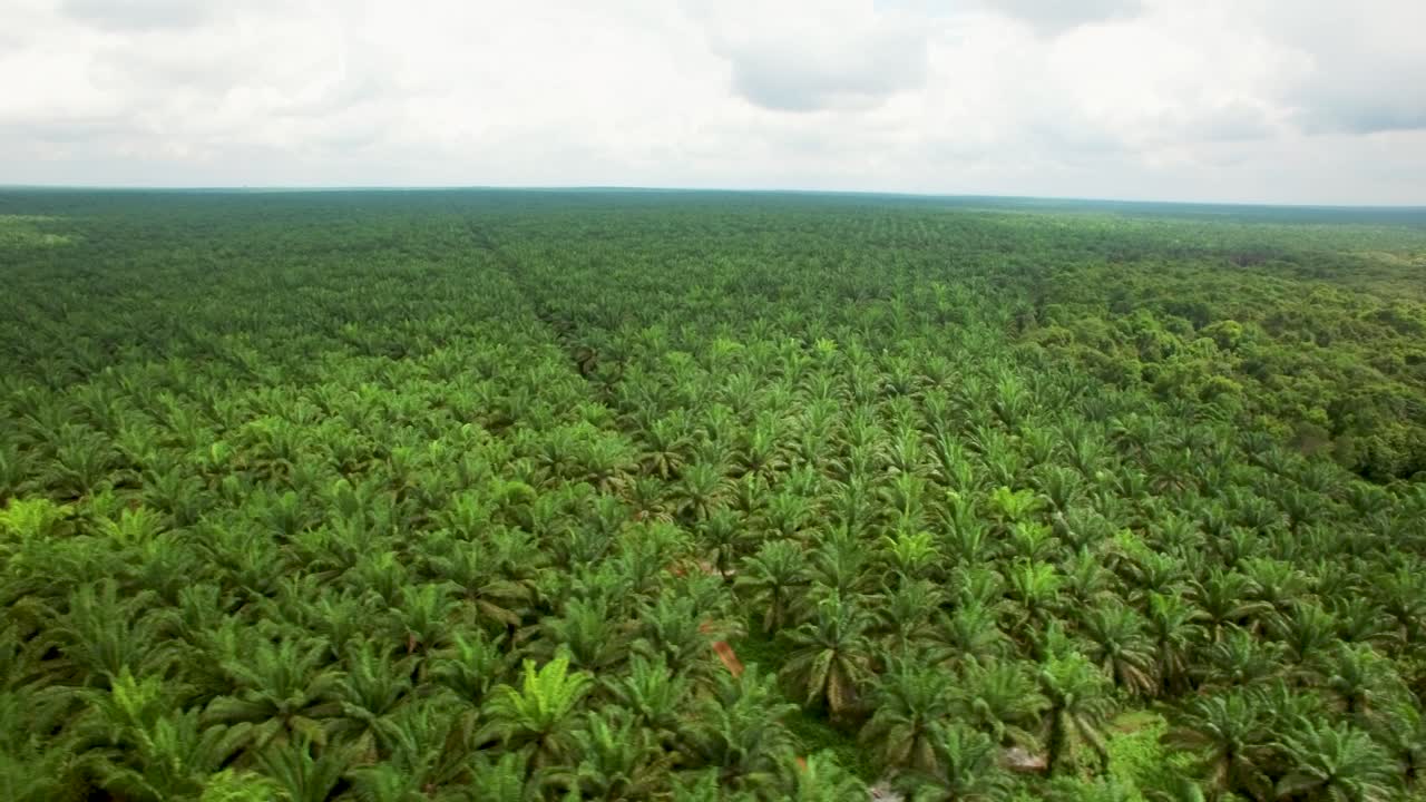 Aerial drone shot of palm oil plantation on Kalimatan in Indonesia