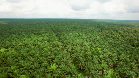 aerial drone shot of palm oil plantation on kalimatan in indonesia