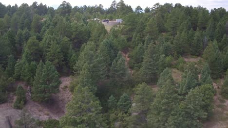 Drone-view-of-a-forest-growing-on-a-cliff-side-in-Colorado