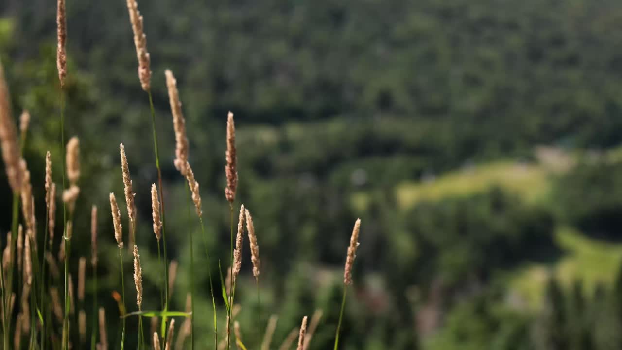 mt 위에 바람에 부는 잔디의 클로즈업