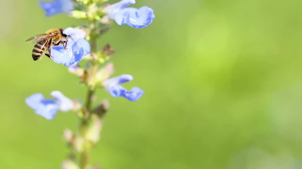 A bee collects nectar from vibrant blue flowers against a lush green background.