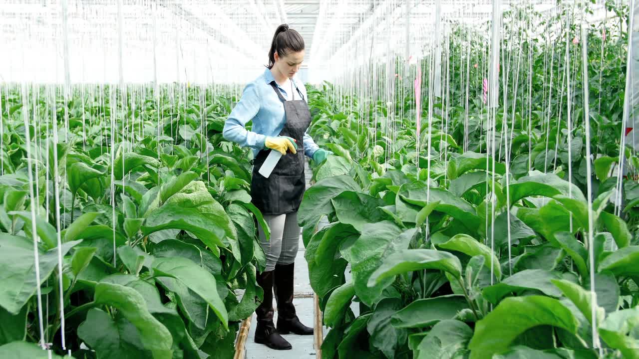 mujer joven regando las plantas 4k