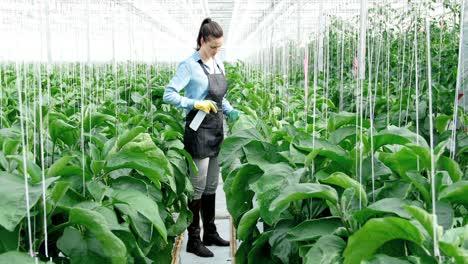 young woman watering the plants 4k