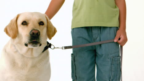 little boy with his yellow labrador