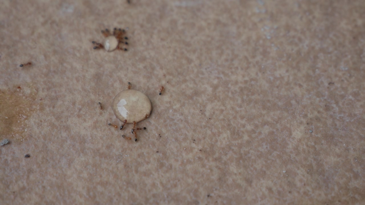 Macro di formiche che circondano una zecca ingrossata a terra.