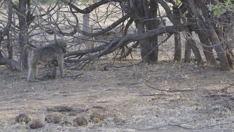 chacma baboon young, dangling on mothers belly while suckling