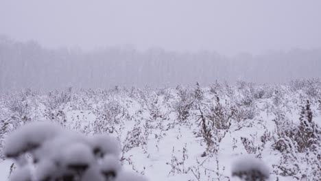 4k shot of snowflakes falling and accumulating on top of winter vegetation in an open field