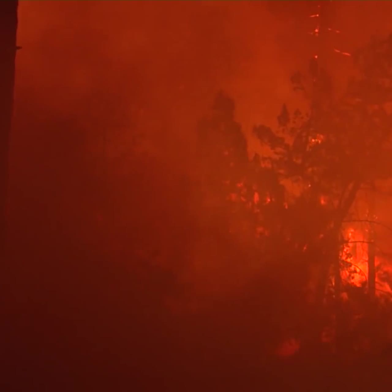 산불이 숲에서 격노하다