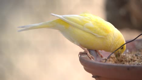 Canary-bird-inside-cage-feeding-and-perch-on-wooden-sticks-and-wires