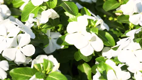 close-up of white catharanthus roseus flowers in bright sunlight