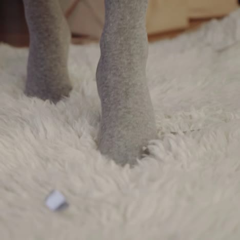 dog's paw on a fluffy white carpet