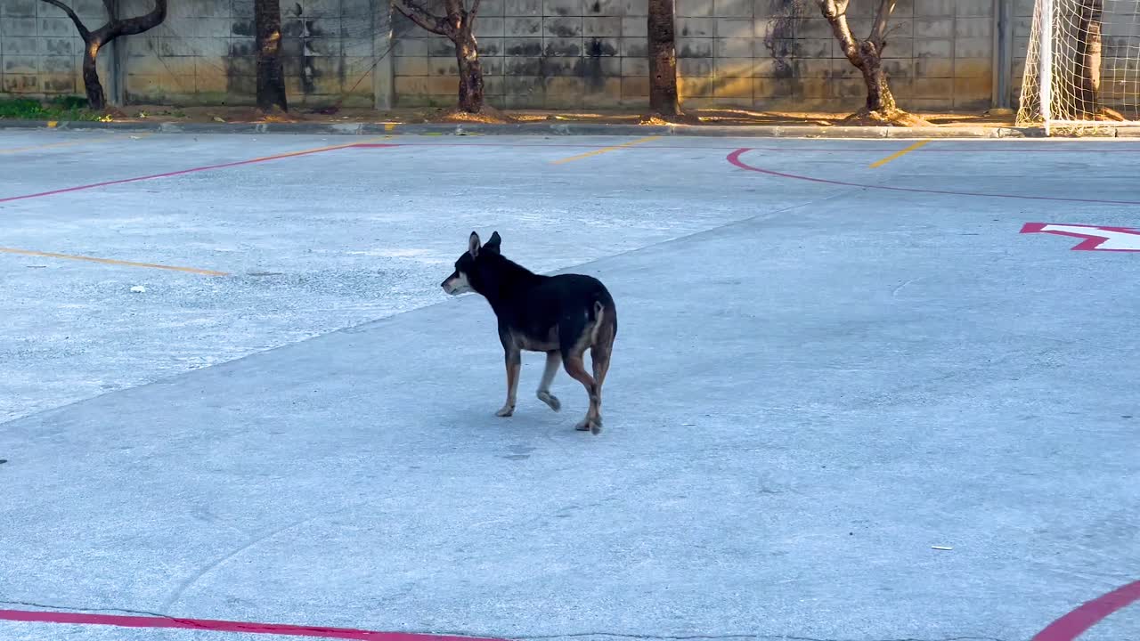 개 한 마리가  빈 마당 을 가로질러 산책 하고 있다