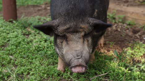 pig sniffs and roots in grassy field.