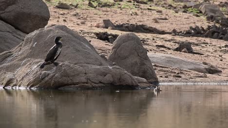 Adorable-cormorant-bird-sitting-on-stone-at-lakeside