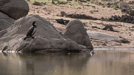 adorable cormorant bird sitting on stone at lakeside