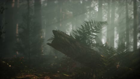 Morning-with-Fog-in-Sequoia-National-Park