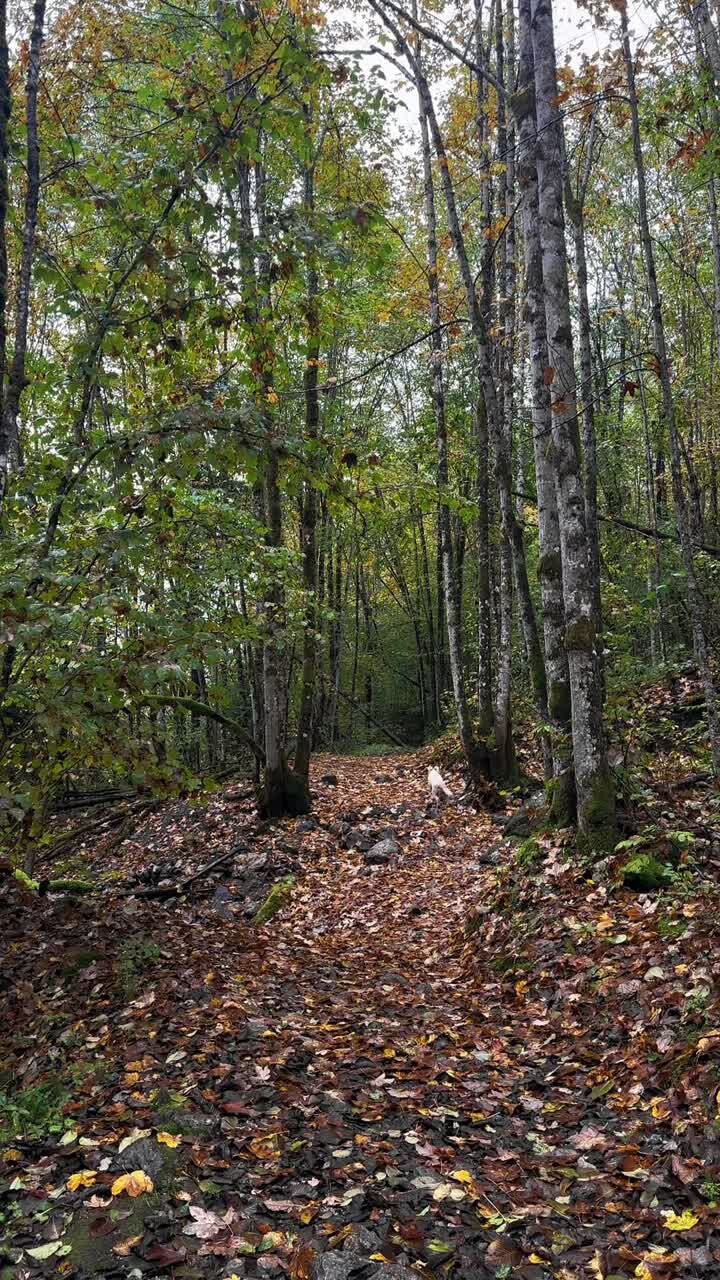 Happy active dog running inside forest outdoor nature exercise autumn leaf covered soil, vertical
