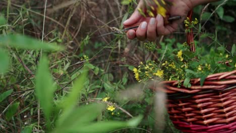 Kamerafahrt-Von-Händen,-Die-Wild-Geflecktes-Johanniskraut-Mit-Einem-Messer-Schneiden