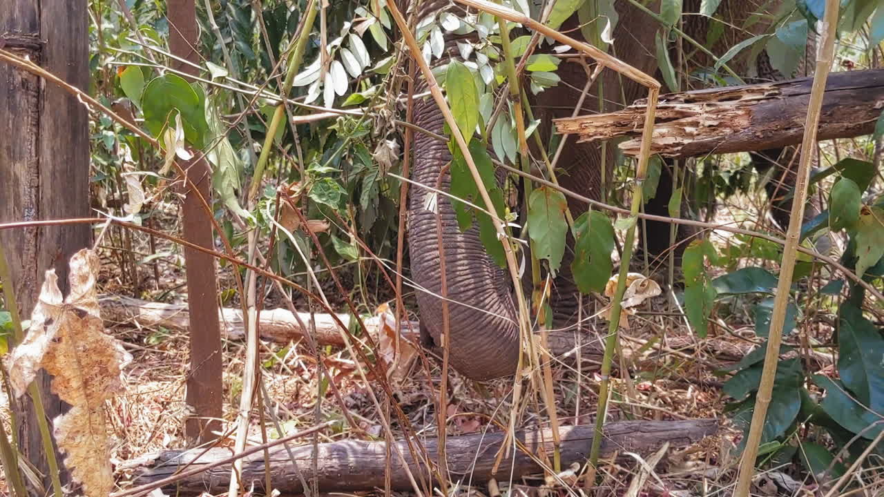 Elephant eating at an Elephant sanctuary in Chiang Mai, Thailand